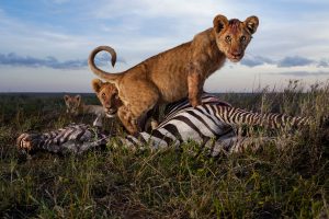 Remote controlled camera car Simba east with a zebra kill. Plains pride of the Serengeti Lion Research Project.