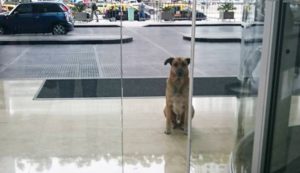 flight attendant adopts dog