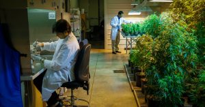 marijuana research