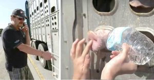 woman feeds dehydrated pigs