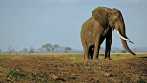 elephants-ivory